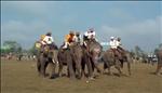 elephant polo in thailand